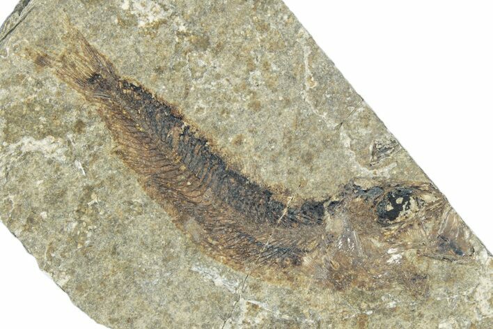 Oligocene Fossil Clupeoid Fish (Beksinskiella) - Poland #320631